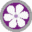 Flower: White/Purple